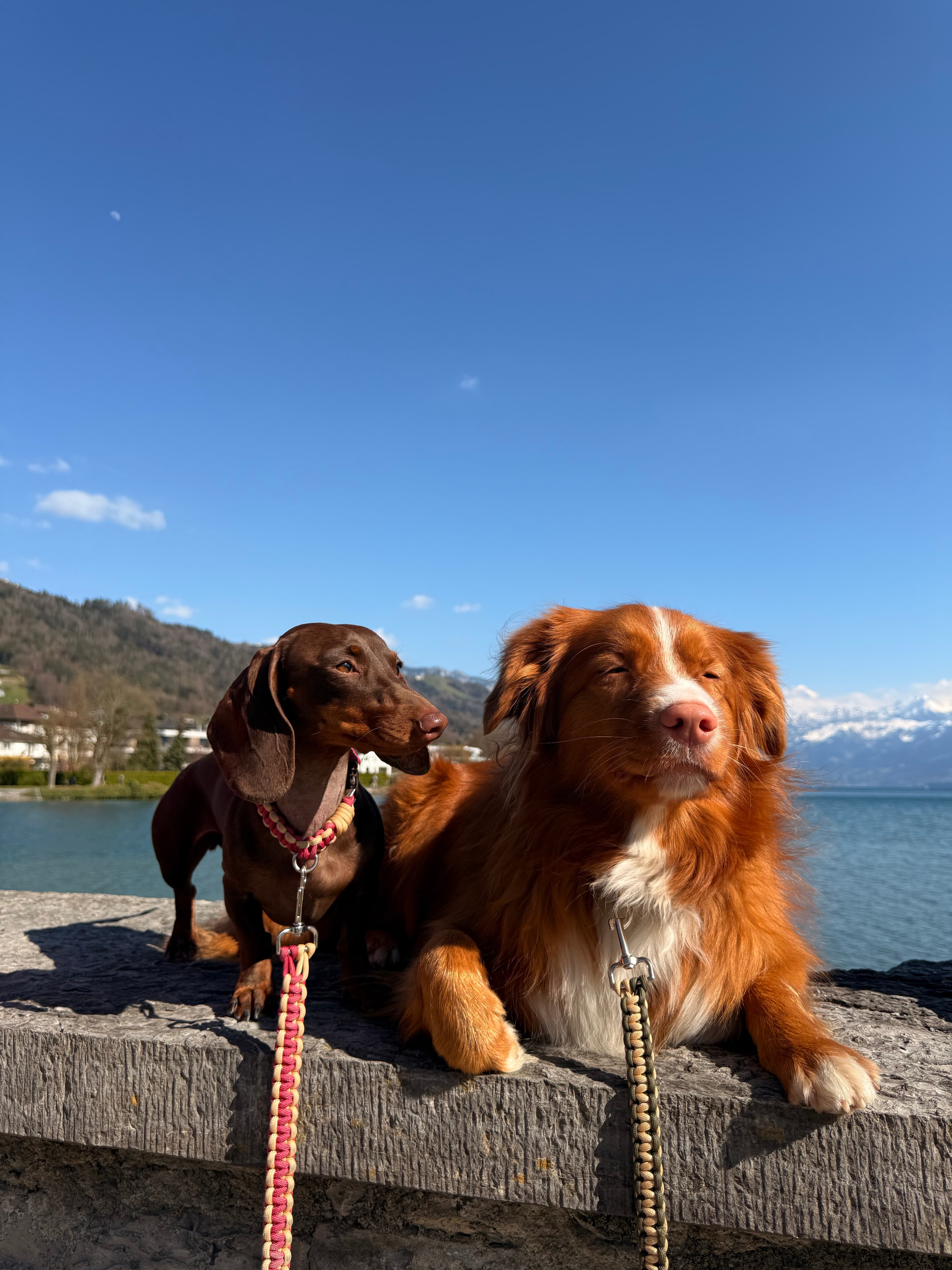 Walking a dog with an Ika leash